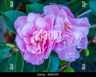 Camellias in flower, Water drops on two pink camellia flowers bloom, shiny dark green leaves, Australian coastal garden, fresh, covered in raindrops Stock Photo