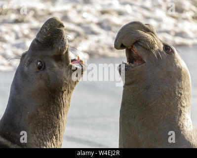 Northern Elephant Seal Adult Males Fighting for Dominance. Stock Photo