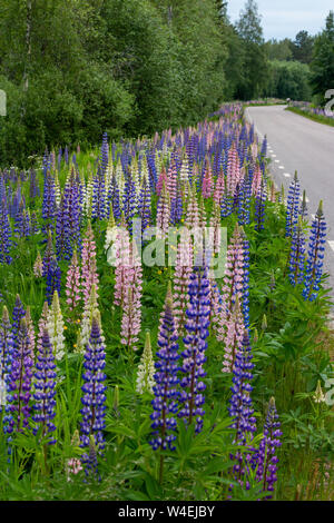 Lupine at the roadside in Sweden,  a very common flower in Scandinavia Stock Photo