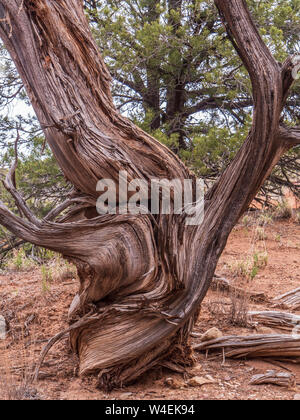Dead juniper, Nature Trail, Kodachrome Basin State Park, Cannonville, Utah. Stock Photo