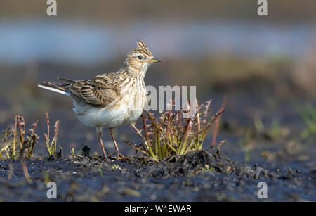 Adult Eurasian skylark stands in open field with some grass and plants in spring Stock Photo