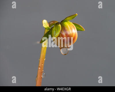 Red Dahlia flower water drops macro, bud about to bloom, with a large droplet hanging off the bottom, about to drip, grey background Stock Photo