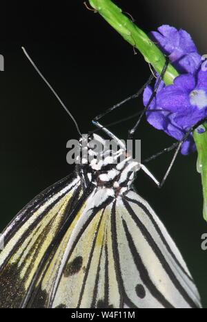 Butterfly hanging from flower stem. Stock Photo