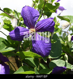 Clematis Jackmanii, Clematis-Hybride