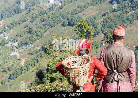 Beautiful young couple in love. Indian tea puckers, romantic couple woman and man caught in summer time in a mountain terrace tea garden on May Day - Stock Photo