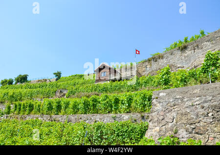 Magnificent terraced vineyards on slopes by Lake Geneva in famous Lavaux wine region, Switzerland. Green vineyard on a hill. Switzerland flag waving. Swiss landscape. Wine making, viticulture, winery. Stock Photo