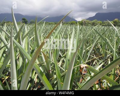 Pineapples growing in a field in Honduras for Dole / Standard Fruit. Industrial fruit production for canning and juice. Stock Photo