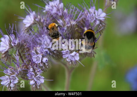 Two bumblebees feeding on a purple flower Stock Photo