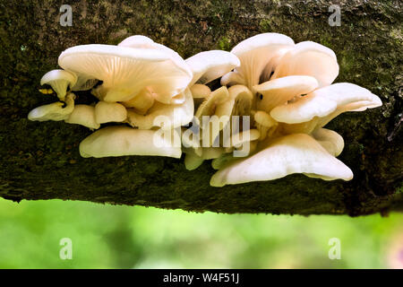 White oyster mushrooms group on horizontal black log in summer forest closeup with selective focus and boke blur. Stock Photo