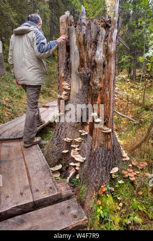 trekking in Varkaankuru gorge, mushrooms on an old log (Haploporus odorus), taiga forest, brook-side woodland understorey, Ruska time (autumn), Pallas-Yllastunturi National Park, Lapland, Finland Stock Photo