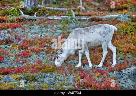 reindeer (Rangifer tarandus) in the taiga forest,Ruska time (autumn), Pallas-Yllastunturi National Park, Lapland, Finland Stock Photo