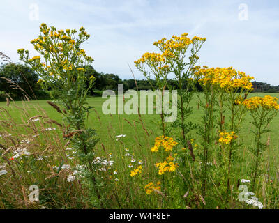 Close up of ragwort with several cinnabar moth caterpillars against a background of a grass turf field, trees and pale blue sky. Stock Photo