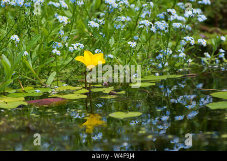 Fringed water-lily, Nymphoides peltatum, with Water Forget-me-not, Myosotis scorpioides, garden wildlife pond, Sussex UK Stock Photo