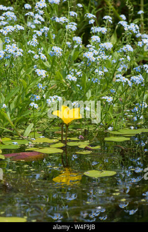 Fringed water-lily, Nymphoides peltatum, with Water Forget-me-not, Myosotis scorpioides, garden wildlife pond, Sussex UK Stock Photo