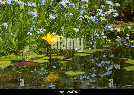 Fringed water-lily, Nymphoides peltatum, with Water Forget-me-not, Myosotis scorpioides, garden wildlife pond, Sussex UK Stock Photo