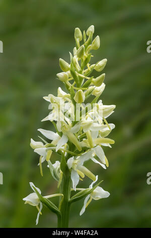 Lesser Butterfly Orchid (Platanthera bifolia) Stock Photo
