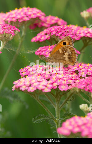 Gatekeeper or Hedge Brown, Pyronia tithonus, butterfly, on Achillea, July Stock Photo