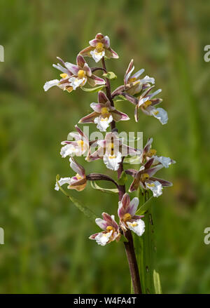Marsh helleborine (Epipactis palustris) Stock Photo