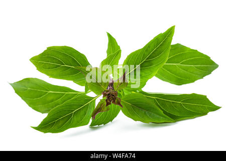 Mouintain basil isolated on white background Stock Photo