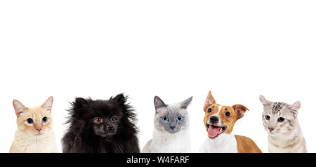 Collage of domestic animals with copy space over heads. Stock Photo