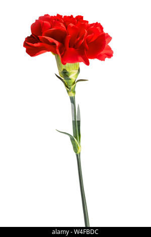 Red carnation flower isolated on white background Stock Photo