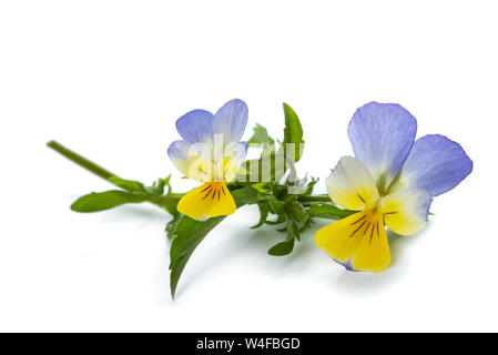 Viola tricolor isolated on white background Stock Photo