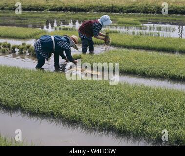 Japanese farmers planting in a rice field in spring sunshine in the ...