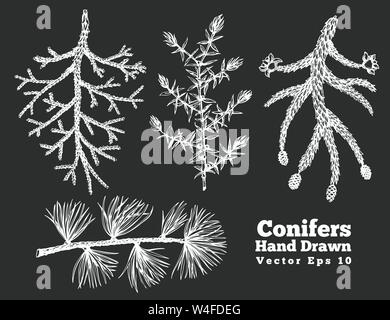 Conifers hand drawn branches vector illustrations set. Retro style. Botanical illustrations on chalk board Stock Vector