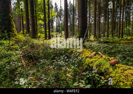Mossy tree trunk with a pinecone in a forest. Stock Photo