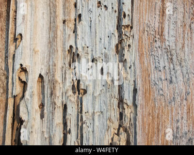 Old cracked wood with wormholes. Wood texture background. Stock Photo