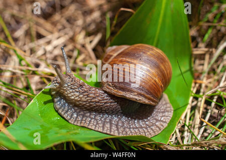 Big snail crawls on a leaf in the forest Stock Photo