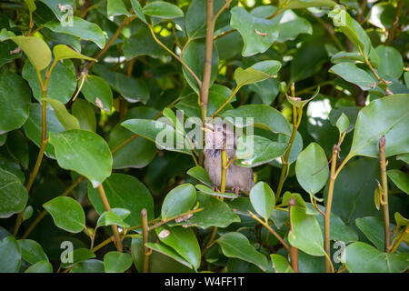 Baby sparrow in hedge Stock Photo