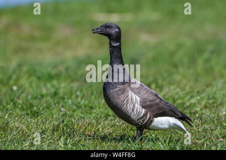 brent goose, Ringelgans (Branta bernicla) Stock Photo