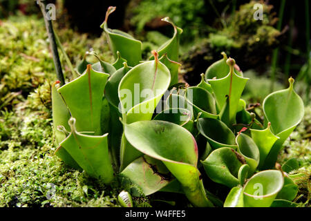 Close-up of carnivorous plants Heliamphora among other carnivorous plants. Soft focus Stock Photo