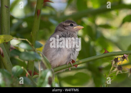 Baby sparrow in hedge Stock Photo