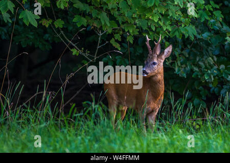 roe deer, roe, Rehbock (Capreolus capreolus) Stock Photo