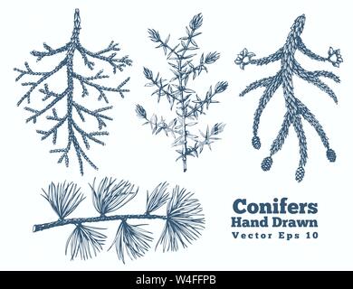 Conifers hand drawn branches vector illustrations set. Retro style Stock Vector