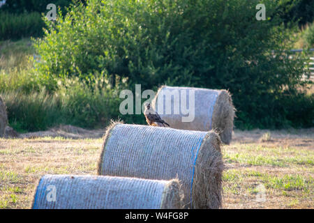 Buzzard Perched on hay bales in a field Stock Photo