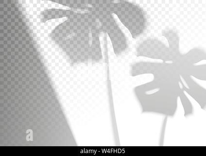 The transparent shadow overlay effect. Monstera. Stock Vector