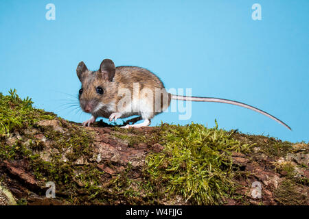 Wood mouse, Waldmaus (Apodemus sylvaticus) Stock Photo