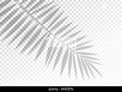 The transparent shadow overlay effect. Tropic leaf Stock Vector