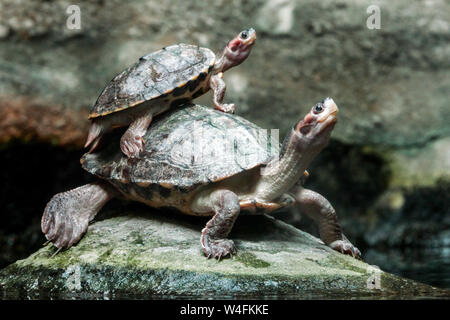Brown roofed Turtle, Pangshura smithii Stock Photo