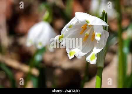Spring snowflake, Märzenbecher (Leucojum vernum) Stock Photo