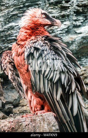 Bearded Vulture Gypaetus barbatus, Ossifrage, blood red plumage, perch on a rock Stock Photo