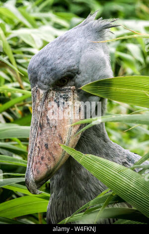 The shoebill, Balaeniceps rex in plants Stock Photo