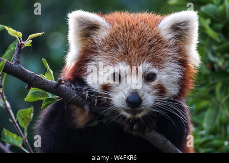 The red panda, Ailurus fulgens on top of tree, head close up face Stock Photo