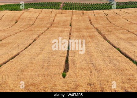 Wheat plantation fields in Raimat. Raimat vineyards at background. Countryside landscape. Stock Photo