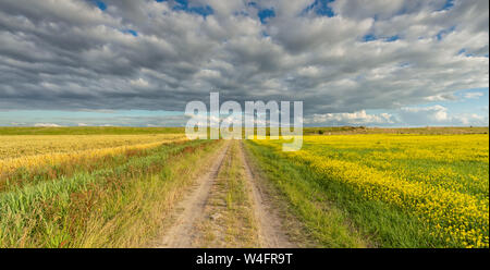 A rural landscape in summer with a blue sky and clouds and an countryside road through the fields in summer - Groningen, The Netherlands Stock Photo