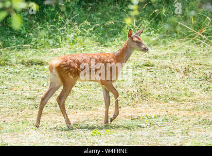 National Park of Abruzzo, Lazio and Molise (Italy) - The summer in the italian mountain natural reserve, with wild animals, little towns, Barrea lake Stock Photo