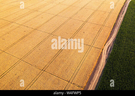 Aerial view of ripe wheat and green corn field from drone pov with crop marks from automated irrigation system Stock Photo